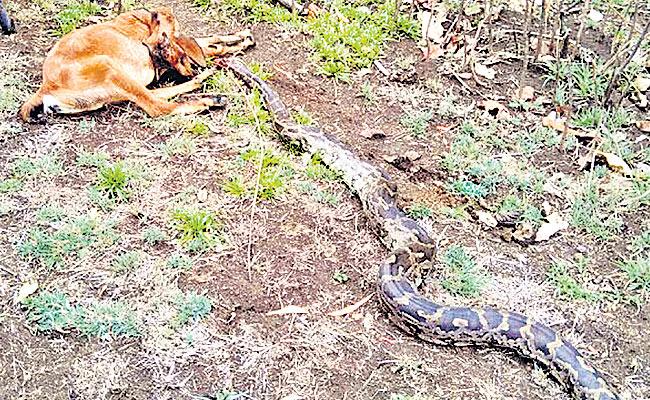 మేకను చంపిన కొండచిలువ..గొడ్డలితో నరికిన కాపరి!