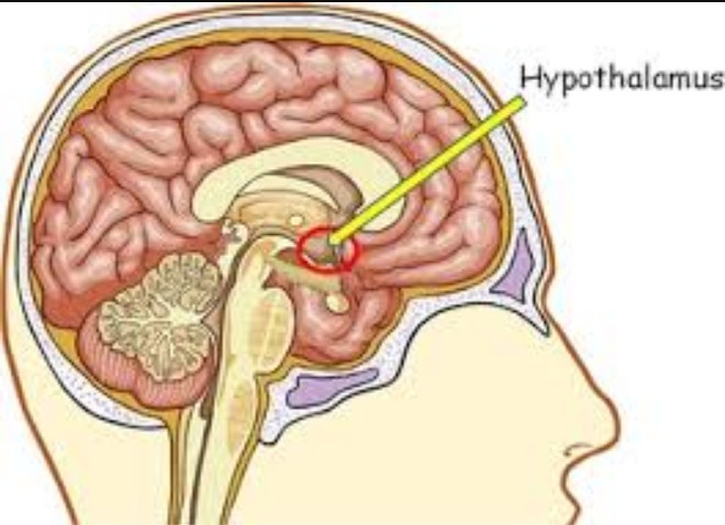 మెదడులో వుంది కోపం ..భయం రిమోట్. మెదడులో వుంది కోపం ..భయం రిమోట్.