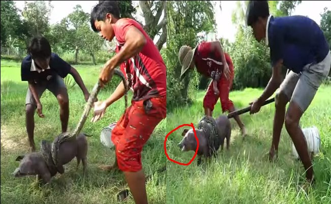 నీ ప్రాణాలు తీస్తేగాని నా కోపం చల్లారదు.. పందిపై పైథాన్ ప్రతాపం