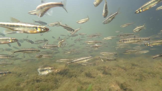 పవర్ ఫిష్ అనే ఫిష్! పవర్ ఫిష్ అనే ఫిష్!