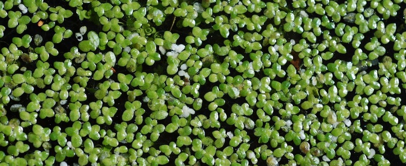 అతిచిన్న పుష్పం! అతిచిన్న పుష్పం!