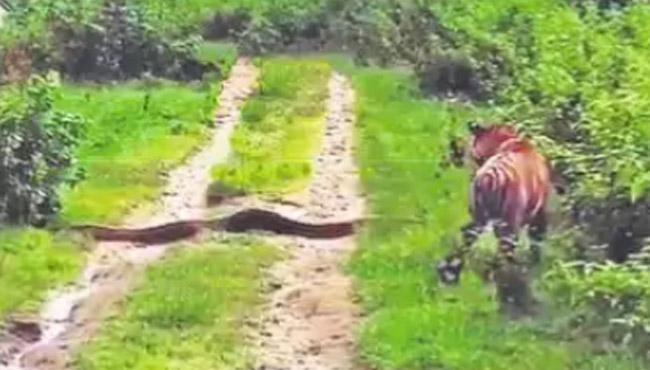 కొండచిలువ, చిరుతపులి తారసపడ్డ వేళా.. చివరకు జరిగింది చూస్తే..