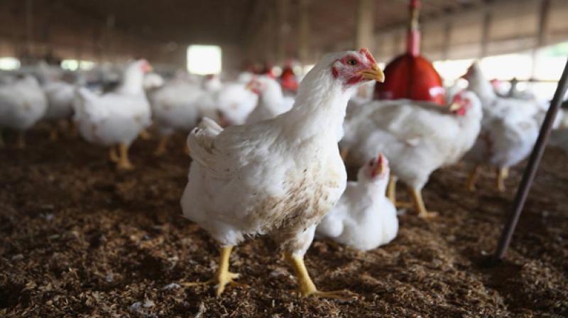 చికెన్‌ అంటే చిక్కులే... చుక్కల్లో ధరలు ఇక దిగిరావా?