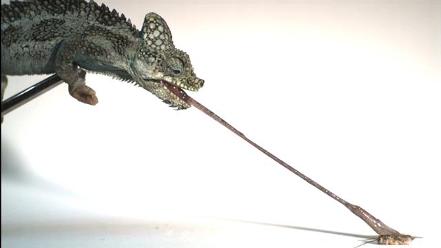 ఊసరవెల్లి నాలుక