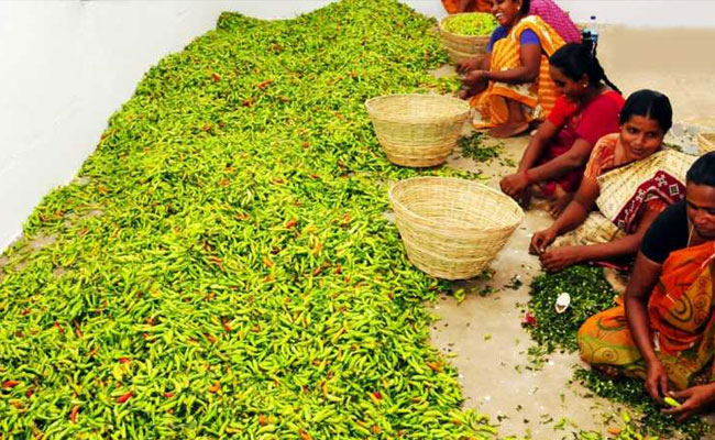 కిలో మిర్చి @ రూ.450