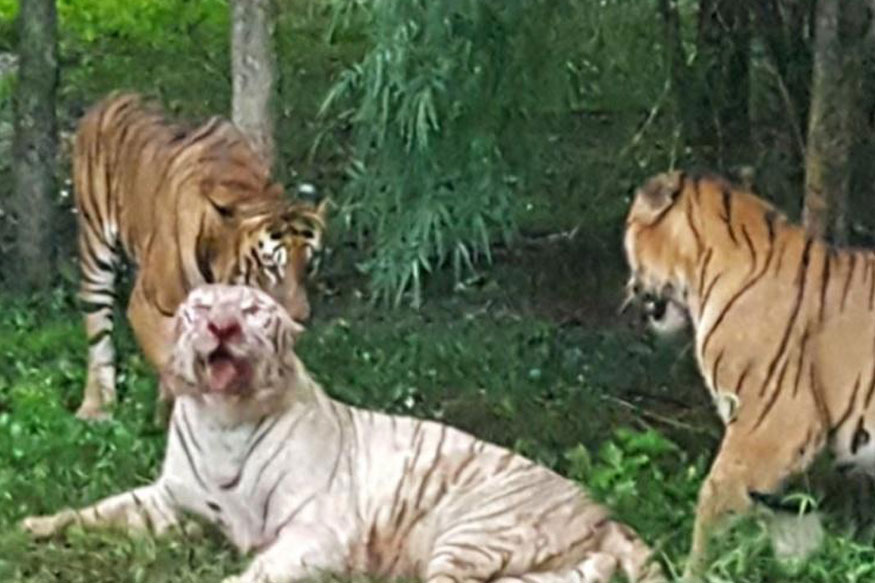 బెంగళూరు పార్కులో విషాద ఘటన