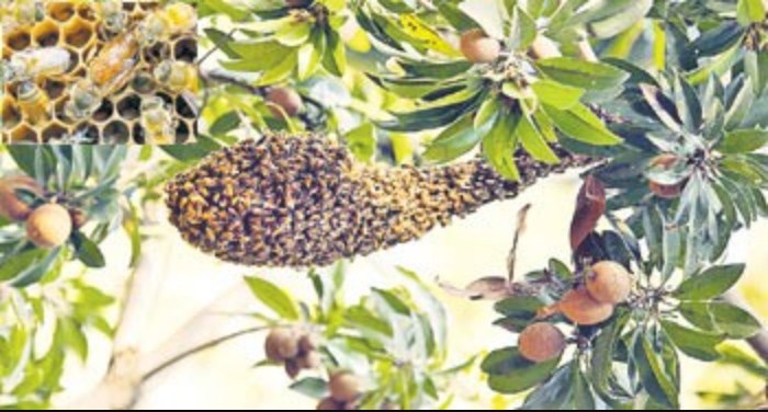 తేనెటీగల పెంపకం..పేరు తేనెటీగల పెంపకం..పేరు