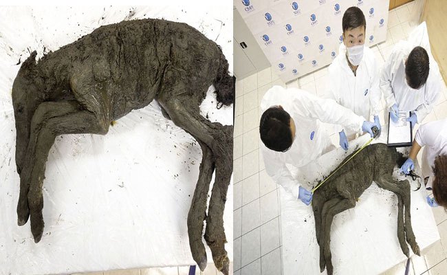 బయటపడిన 40 వేల ఏళ్లనాటి గుర్రం పిల్ల అవశేషం