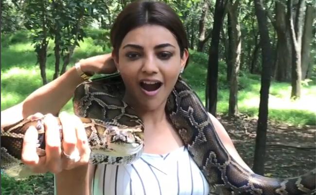 కొండ చిలువతో కాజల్ అగర్వాల్