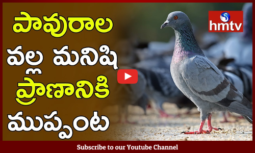 ప్రాణాంత‌కంగా మారిన పావురాలు