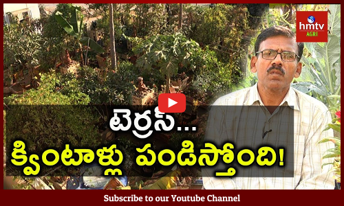 160 గజాల మేడ...బంగారు పంటల మేళా