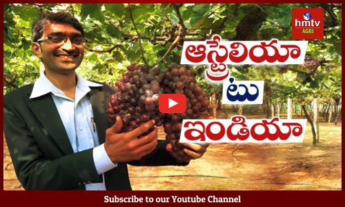 వ్యవసాయంలో నయా ట్రెండ్..ఆస్ట్రేలియా ద్రాక్షపై యువ శాస్త్రవేత్త పరిశోధన