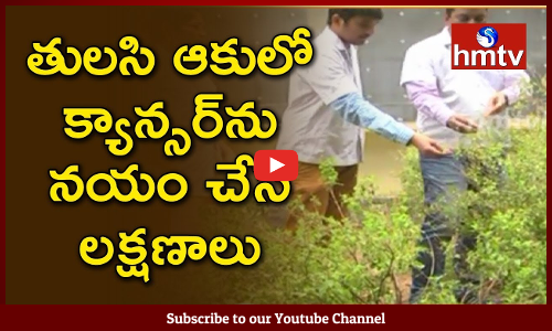 తులసి ఆకులతో క్యాన్సర్ కు చెక్..?