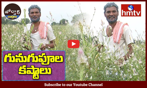 గునుగుపూల కోసం రాములు కష్టాలు