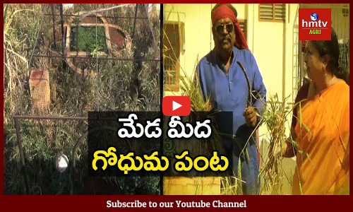 మేడ మీద గోధుమ పంట...ఔరా అనిపిస్తున్న హైదరాబాద్‌ వాసి