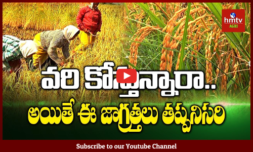 వరి కోత సమయంలో తీసుకోవాల్సిన జాగ్రత్తలు