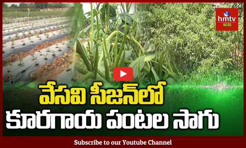 వేసవిలో సాగు చేయాల్సిన కూరగాయలు!!  సాగులో పాటించాల్సిన మెళకువలు
