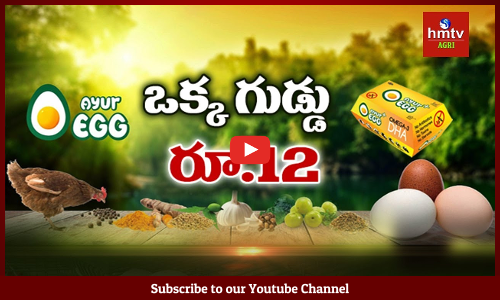 ఒక్క గుడ్డు రూ.12