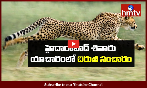 Cheetah Wandering in Hyderabad