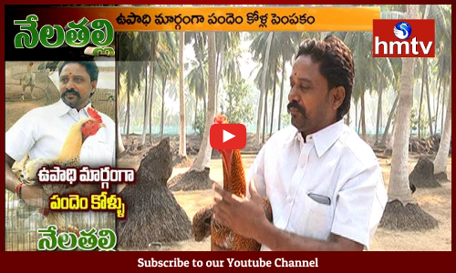 పందెం కోళ్ల పెంపకం అంటే ఏదో ఆహారం పెట్టేస్తే సరిపోతుందనుకుంటే పొరపాటు...
