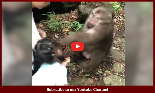 చిన్న పాపపై ఈ కోతి చేసిన పని చూస్తే..