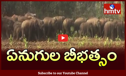 పంట పొలాలను నాశనం చేస్తున్న గజరాజులు
