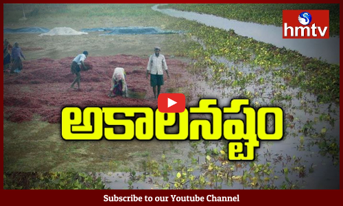 Sudden Rain Damages Crops in Telangana
