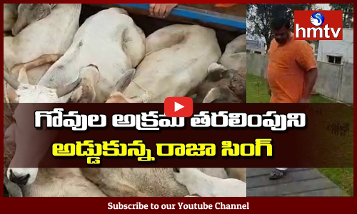హైదరాబాద్‌ షామిర్‌పేట్‌లో అక్రమంగా గోవుల తరలింపు