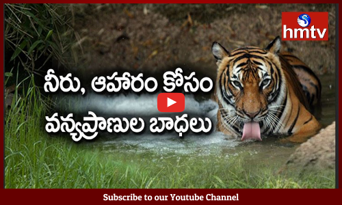 డేంజర్ లో వన్యప్రాణుల జీవితాలు