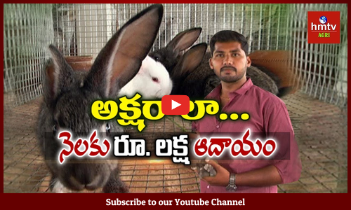 కుందేళ్ళ పెంపకం