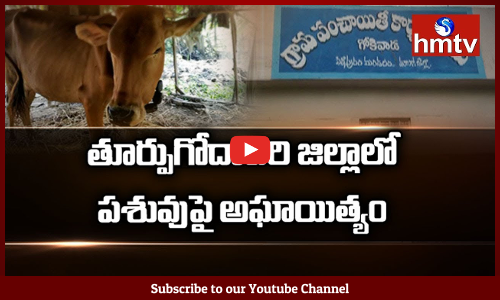 గోమాతపై ఓ కామాంధుడి లైంగికదాడి..