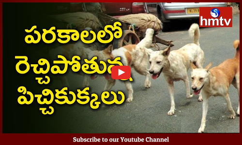 Stray Dogs Attack on People