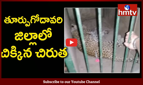 చిరుత దొరికింది