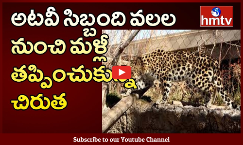 అటవీ సిబ్బంది వలల నుంచి మళ్లీ తప్పించుకున్న చిరుత.....భయంతో అంకంపాలెం ప్రజలు