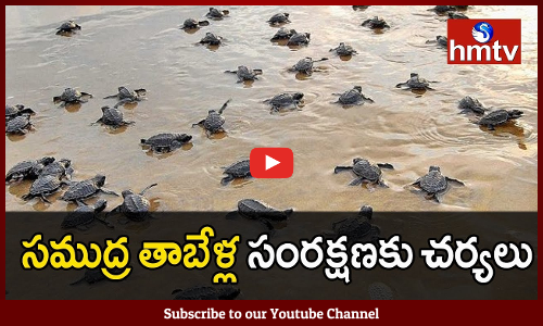 Action Plan For Protection of Olive Ridley Turtles
