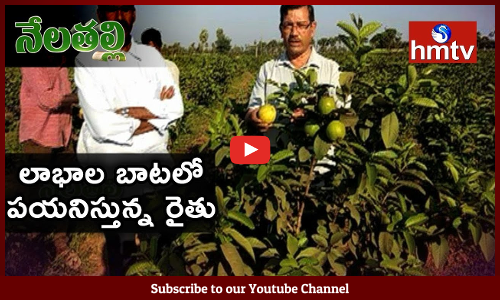 సేంద్రియ విధానంలో జామ సాగు చేస్తున్న కృష్ణా జిల్లా రైతు...ఎకరానికి 5 టన్నుల దిగుబడి