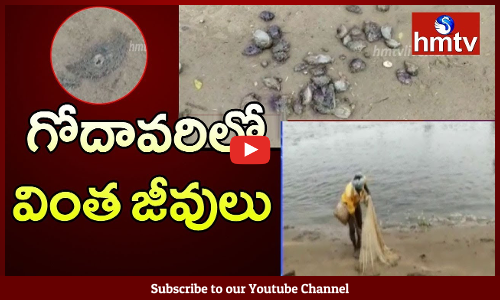 గోదావరిలో వింత జీవులు